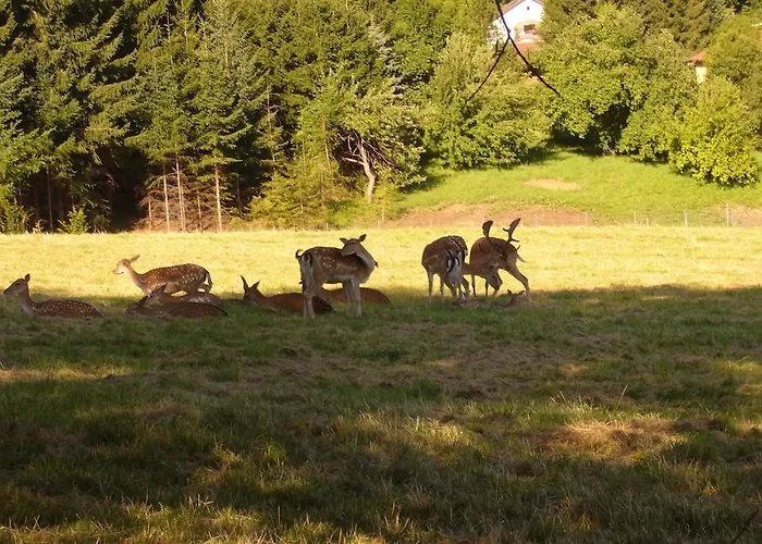 Han/Misafirhane Hirschenhof