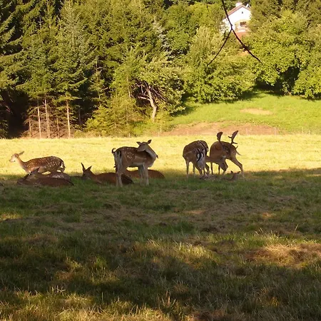 宾馆 希思恩霍夫酒店